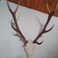 Trofei cervi