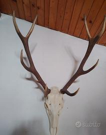Trofei cervi