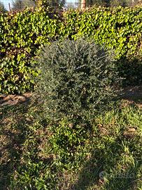 Bonsai di noce ulivo e gelso