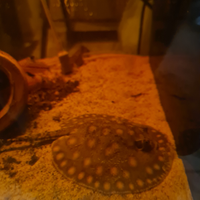 Potamotrygon motoro ibride 12/15cm