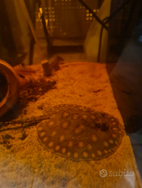 Potamotrygon motoro ibride 12/15cm