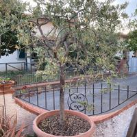 Olivi in vaso 2 piante