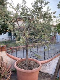 Olivi in vaso 2 piante