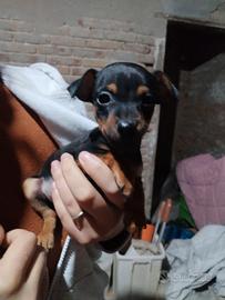 Pinscher nano