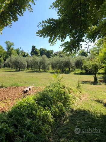 Terreno agricolo con piante di olivi