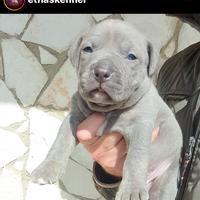 American pitbull terrier ukc Alta genealogia