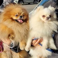 Spitz tedesco nano Pomerania