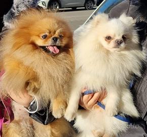 Spitz tedesco nano Pomerania