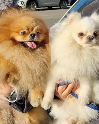 Spitz tedesco nano Pomerania