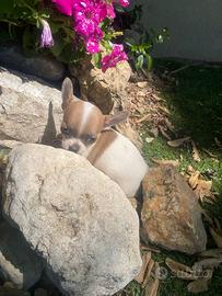 Maschietti di chihuahua toy