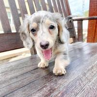 Adorabili piccoli per l'adozione
