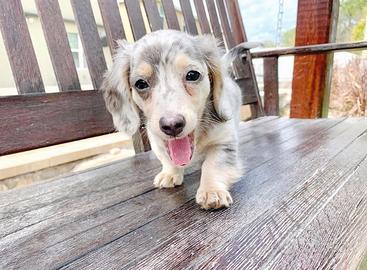 Adorabili piccoli per l'adozione