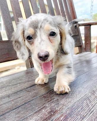 Adorabili piccoli per l'adozione