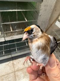 Cardellino nostrano maschio pezzato