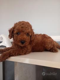 Maschietto di barboncino Red Toy