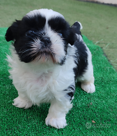 Cuccioli di Shitzu consegna tutta Italia