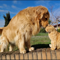 Monta Golden Retriever 100% americano