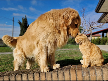 Monta Golden Retriever 100% americano