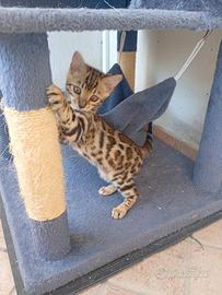 Gatto del bengala