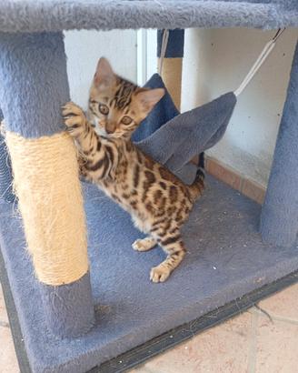 Gatto del bengala