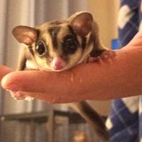 Dolcissimo Petauro dello zucchero