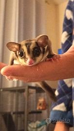 Dolcissimo Petauro dello zucchero