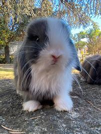 Coniglio Mini lop Ariete