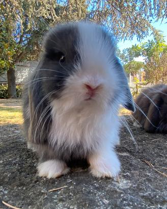 Coniglio Mini lop Ariete