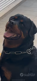 Cane razza Rottweiler