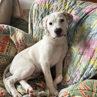 Cucciolo in adozione