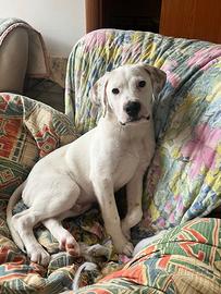 Cucciolo in adozione