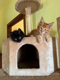 Maine Coon maschi
