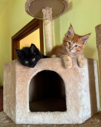 Maine Coon maschi