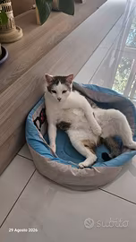 Gatto europeo