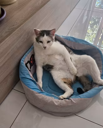 Gatto europeo