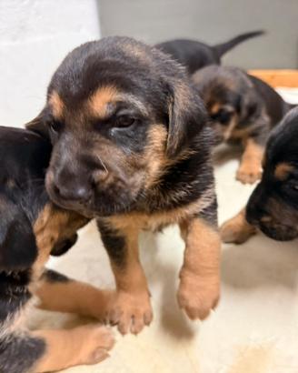Splendidi cuccioli