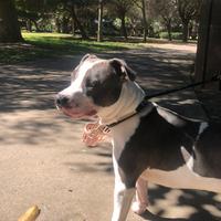 Pitbull terrier ukc