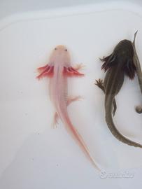 Axolotl