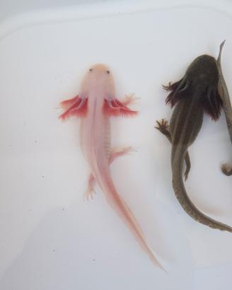Axolotl