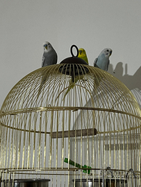 Gabbia con pappaggalli