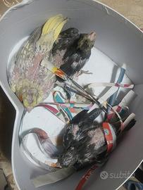 Calopsite pappagalli