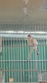 Cardellino gola bianca