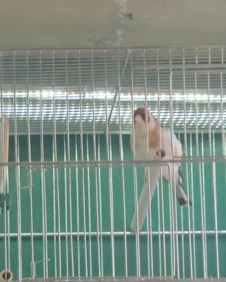 Cardellino gola bianca