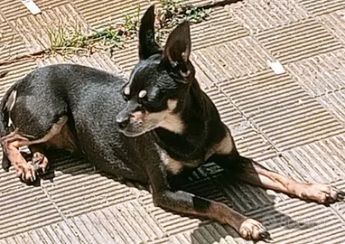 Cuccioli di Pinscher Nano
