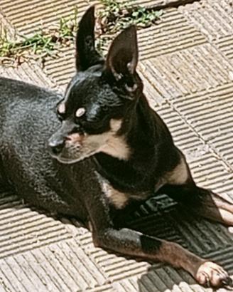 Cuccioli di Pinscher Nano