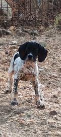 Pointer inglese 
