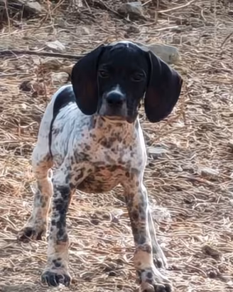 Pointer inglese 