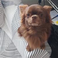 Chihuahua maschio cioccolato