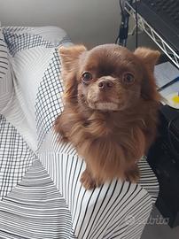 Chihuahua maschio cioccolato