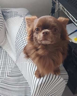 Chihuahua maschio cioccolato